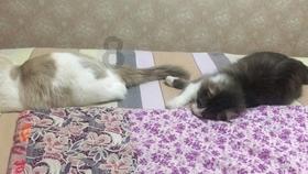 探探猫之飞天萌猫